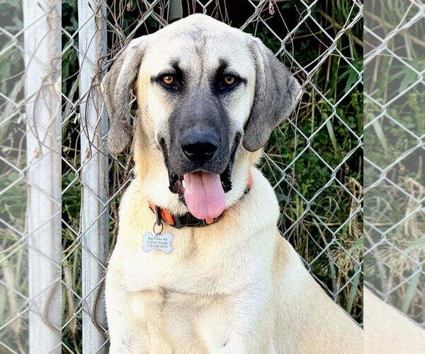 Medium Photo #1 Anatolian Shepherd-Rhodesian Ridgeback Mix Puppy For Sale in Higley, AZ, USA