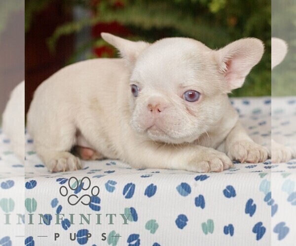 Medium Photo #3 French Bulldog Puppy For Sale in RONKS, PA, USA
