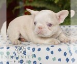 Small #2 French Bulldog