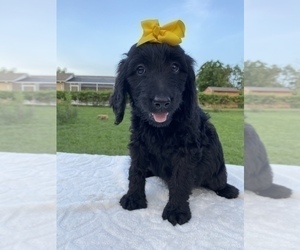 Goldendoodle Puppy for sale in APOPKA, FL, USA