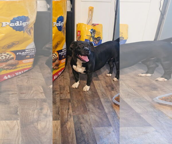 Medium Photo #6 Boston Terrier-Unknown Mix Puppy For Sale in Rustburg, VA, USA