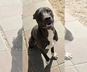 Phineas - Male Labrador Retriever-Unknown Mix Dog for Adoption - Photo #3