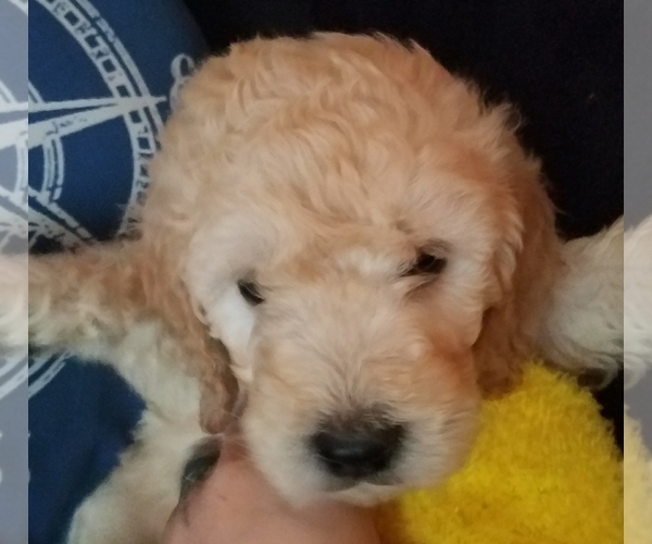 Medium Photo #6 Goldendoodle Puppy For Sale in EAST POINT, GA, USA