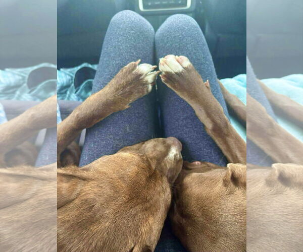 Medium Photo #11 Labrador Retriever-Unknown Mix Puppy For Sale in Mount Laurel, NJ, USA