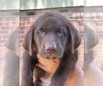 Puppy Brown Shepradors