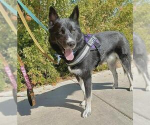 Siberian Husky-Unknown Mix Dogs for adoption in Las Vegas, NV, USA