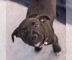 Small #10 Labrador Retriever Mix