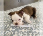 Small #6 Boston Terrier