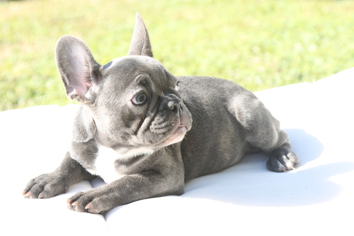 Medium Photo #1 French Bulldog Puppy For Sale in HOLLYWOOD, FL, USA