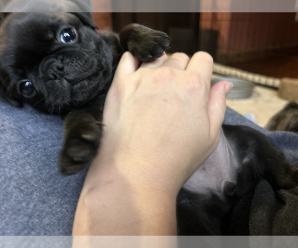 Medium Photo #1 Pug Puppy For Sale in BLOOMINGTON, IL, USA