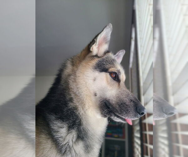 Medium Photo #2 German Shepherd Dog Puppy For Sale in Minneapolis, MN, USA