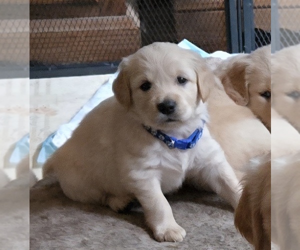 Medium Photo #1 Golden Retriever Puppy For Sale in EUGENE, OR, USA