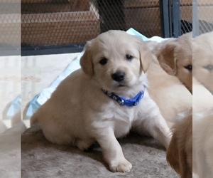 Golden Retriever Puppy for sale in EUGENE, OR, USA