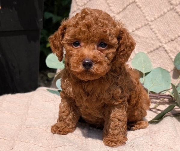 Medium Photo #43 Cockapoo Puppy For Sale in GOSHEN, IN, USA
