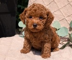 Puppy 4 Cockapoo