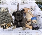 Small Photo #68 French Bulldog Puppy For Sale in MIMS, FL, USA