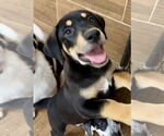 Small Labrador Retriever Mix
