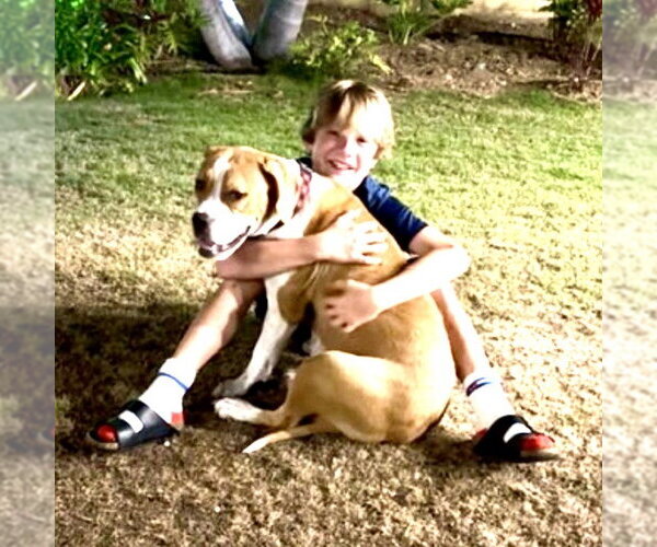 Medium Photo #2 American Staffordshire Terrier-Boxer Mix Puppy For Sale in San Juan Capistrano, CA, USA