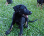 Small #19 Shepweiller