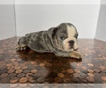 Small #6 Bulldog