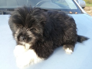Shiranian Puppy for sale in OXFORD, WI, USA