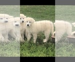 Small Photo #4 Great Pyrenees Puppy For Sale in HAWKINSVILLE, GA, USA