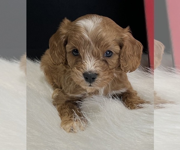 Medium Photo #3 Cavapoo Puppy For Sale in DUNDEE, OH, USA