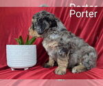 Small #2 Bernedoodle