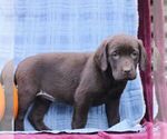 Small #3 Labrador Retriever