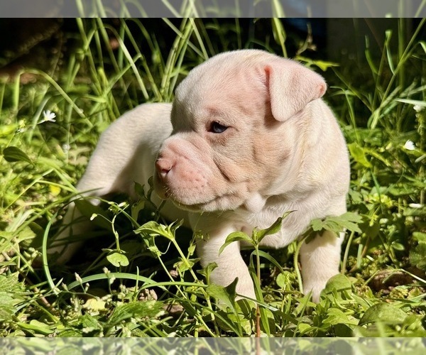 Medium Photo #4 American Bully Puppy For Sale in PORTLAND, OR, USA
