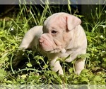 Small #3 American Bully