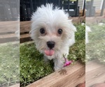 Small #8 Maltese
