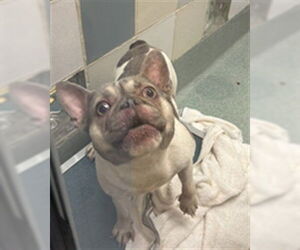 French Bulldog-Unknown Mix Dogs for adoption in Plano, TX, USA