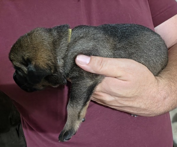 Medium Photo #1 Anatolian Shepherd-English Mastweiler Mix Puppy For Sale in IRWIN, PA, USA