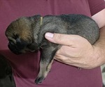 Puppy Yellow Anatolian Shepherd-English Mastweiler Mix