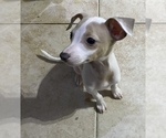 Small Photo #6 Italian Greyhound Puppy For Sale in BROOKLYN, NY, USA