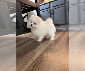 Pomeranian Puppy for Sale in HOUSTON, Texas USA