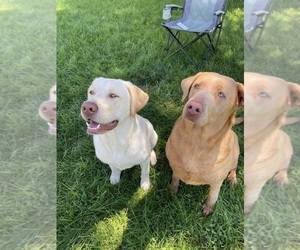 Mother of the Labrador Retriever puppies born on 10/05/2025