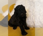 Small Photo #4 Goldendoodle Puppy For Sale in LINCOLN, NE, USA