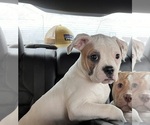 Small Photo #1 American Bulldog Puppy For Sale in BROOKFIELD, MO, USA