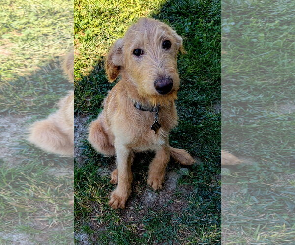 Medium Photo #9 Labradoodle Puppy For Sale in Sandy, UT, USA