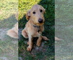 Small #8 Labradoodle