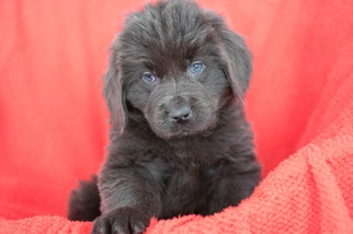 Newfoundland Puppy for sale in KENT, OH, USA