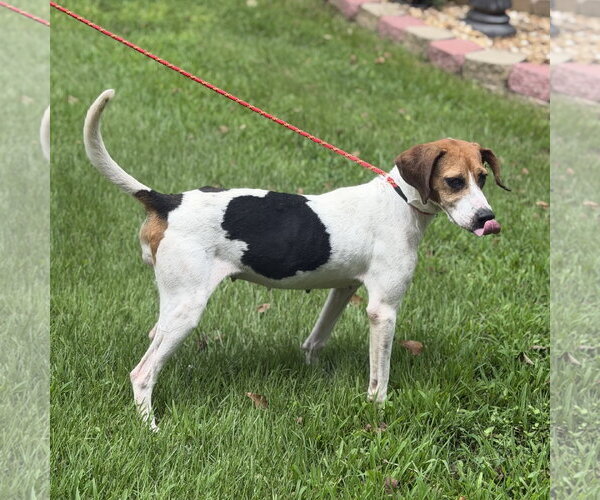 Medium Photo #2 Beagle Puppy For Sale in Yardley, PA, USA