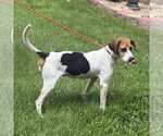 Small #1 Beagle