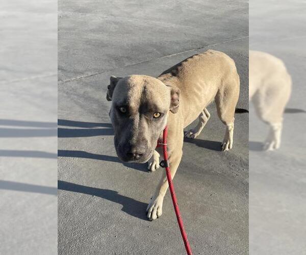 Medium Photo #1 Mutt Puppy For Sale in HESPERIA, CA, USA