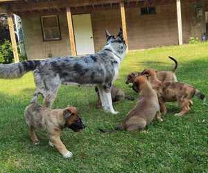 Australian Shepherd-Siberian Husky Mix Puppy for Sale in FAIRPORT, New York USA