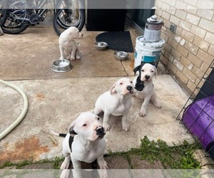 American Bulldog-Dogo Argentino Mix Puppy for sale in GRAND PRAIRIE, TX, USA