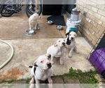 Small American Bulldog-Dogo Argentino Mix