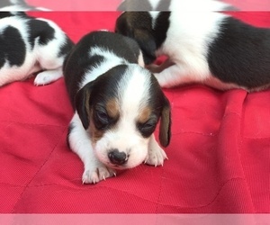 Beagle Puppy for sale in FRAZEYSBURG, OH, USA